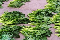 雪里红要用开水烫吗,雪里红需要用开水烫吗