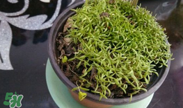 种大烟苗当菜吃犯法吗