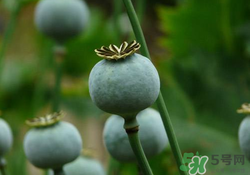 罂粟苗可以当菜吃吗,罂粟苗能当菜吃吗