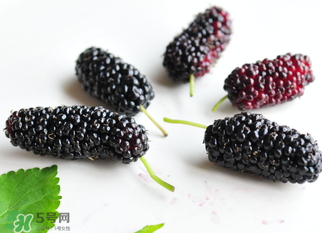 桑葚的品种,桑葚品种有哪些