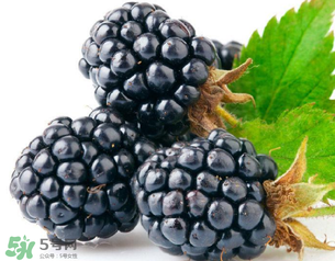 桑黄的药用价值,桑葚的药用价值和功效