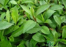 竹节草的功效和作用图片,竹节草的功效和作用及禁忌症