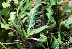 地米菜的功效和作用,地米菜的副作用 地米菜的功效和作用,地米菜的副作用