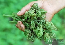 猫爪菜的功效和作用,猫爪草的功效和作用