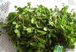 菱角有什么功效和作用,菱角菜的功效和作用及副作用