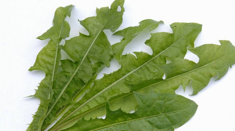 蒲公英叶子怎么吃好吃,蒲公英叶子怎么吃