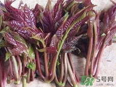 香椿芽的储存方法,香椿芽保存方法和步骤