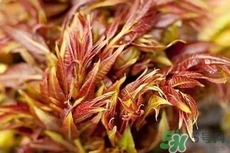 香椿有什么功效?,香椿芽的功效和作用及禁忌