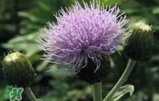 刺儿菜的吃法有几种,刺儿菜的吃法