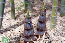 吃春笋可以减肥吗,减肥可以吃冬笋吗? 吃春笋可以减肥吗,减肥可以吃冬笋吗?