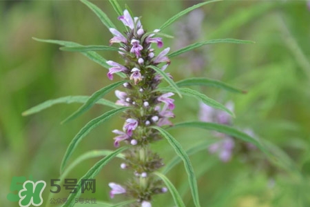 益母草的功效和作用的功能和主治,益母草的功效和作用及禁忌