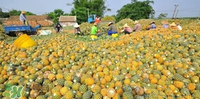 如何挑选好吃的菠萝蜜,如何挑选好吃的菠萝