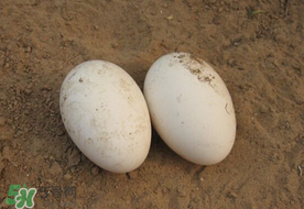 鹅蛋怎么吃治高血压 试试这偏方,鹅蛋怎么吃治高血压糖尿病吗 鹅蛋怎么吃治高血压 试试这偏方,鹅蛋怎么吃治高血压糖尿病吗