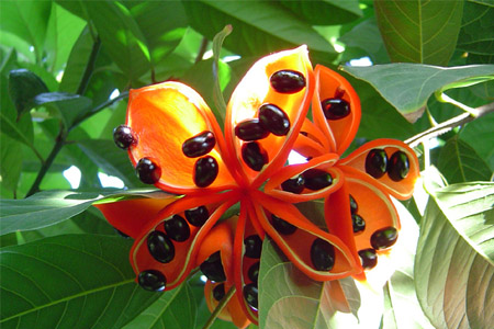 苹婆的营养价值,苹婆的营养价值和功效