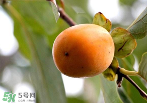 柿子怎样去涩最快最甜,吃柿子好不好