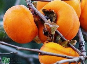 柿子的种类,柿子分为哪几种