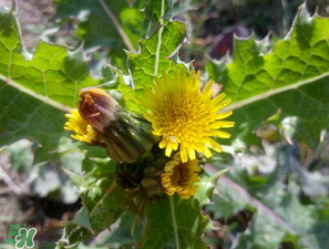 苦菜怎么吃最好,苦菜怎么吃最有营养