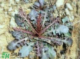 苦菜是什么菜,苦菜是什么样的 图片 苦菜是什么菜,苦菜是什么样的 图片