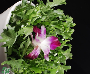 苦菜的特点有什么,什么是苦菜