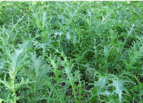 雪里红简介,雪里红百度百科