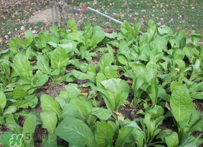 雪里红的种植方法每亩种多少棵,雪里红的种植方法和田间管理 雪里红的种植方法每亩种多少棵,雪里红的种植方法和田间管理