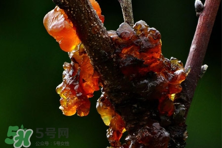 桃胶怎么食用方法,新鲜桃胶怎么处理才能吃啊 桃胶怎么食用方法,新鲜桃胶怎么处理才能吃啊