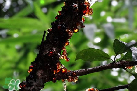 桃胶能过夜吗?,过夜的桃胶吃了会怎样