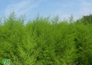 蒿子怎么做好吃?,蒿子菜怎么做好吃