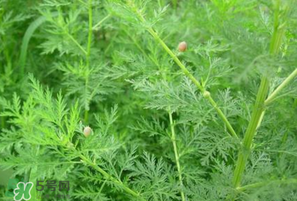 青蒿的作用和功效,青蒿的作用和功能主治