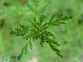 青蒿怎么吃,青蒿的功效和作用