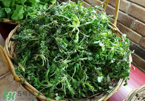 乙肝吃什么好能去肝毒,乙肝吃什么好可以增强免疫力