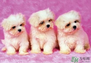 狗狗可以吃什么蔬菜水果,狗狗可以吃什么蔬菜毛长的好一点