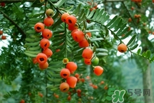 红豆杉的功效和作用果实怎么吃,红豆杉的功效和作用的功能和主治