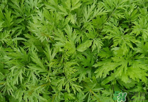 发物的分类,发物的分类及危害 发物的分类,发物的分类及危害