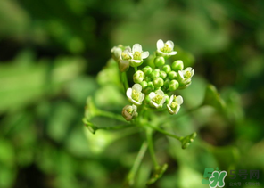 荠菜水有什么好处,荠菜熬水喝有什么好处