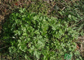 舌尖上的中国蒿子粑粑是哪一期,舌尖上的中国蒿子粑粑的做法