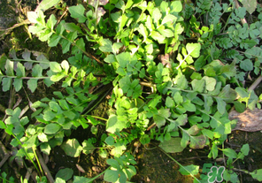 草酸是什么东西,草酸是什么样子的 图片 草酸是什么东西,草酸是什么样子的 图片