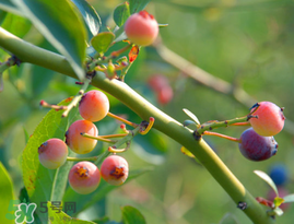 蓝莓叶子变红怎么回事,蓝莓叶子为什么变红