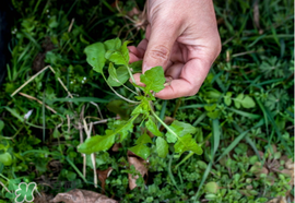 癌症病人吃什么好 癌症患者的适宜食物,癌症病人吃什么好?