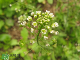 春天吃荠菜的好处,冬季吃荠菜有什么好处