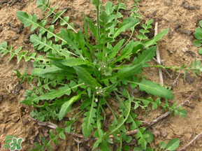 手术后吃什么蔬菜水果好,手术后吃什么蔬菜水果好得快