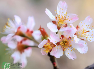 俄8大樱桃的授粉品种,樱桃授粉品种一览表 俄8大樱桃的授粉品种,樱桃授粉品种一览表