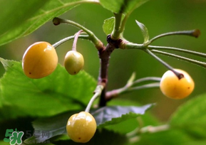 樱桃树不结果怎么回事?,樱桃树不结果是什么原因