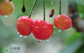 我害怕的不是樱桃掉了 而是洗过的樱桃掉了,樱桃掉了不可惜,可惜的是洗了的樱桃掉了 我害怕的不是樱桃掉了 而是洗过的樱桃掉了,樱桃掉了不可惜,可惜的是洗了的樱桃掉了