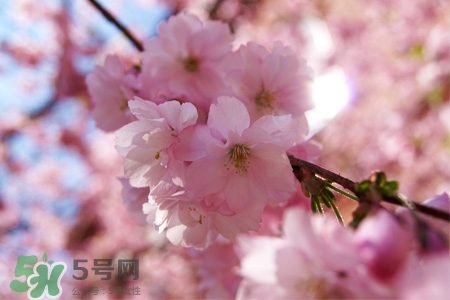 春分节气吃什么传统食物,南方人过春节吃什么