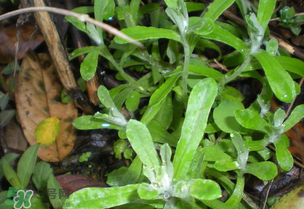 清明草的吃法,清明草怎么吃