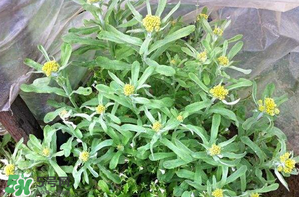 清明草孕妇可以吃吗,清明草的吃法