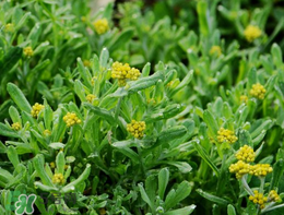 回春草种植方法,清明草有几种