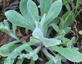 清明草的营养成分,清明草的作用