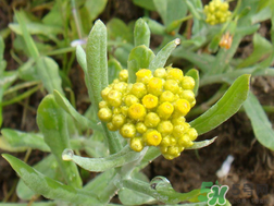 清明草的做法,清明草的做法步骤